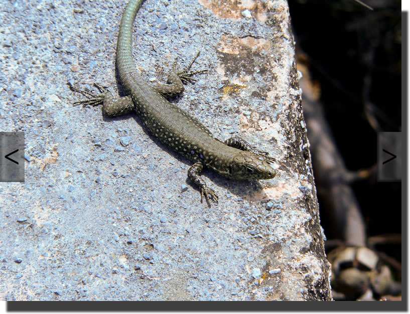 Hellenolacerta graeca